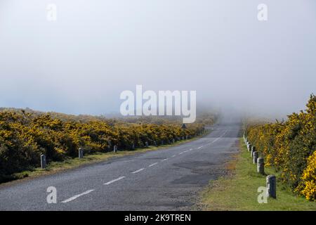 Strada, altopiano di Paul da Serra, nebbia, nebbia, Madeira, Portogallo Foto Stock