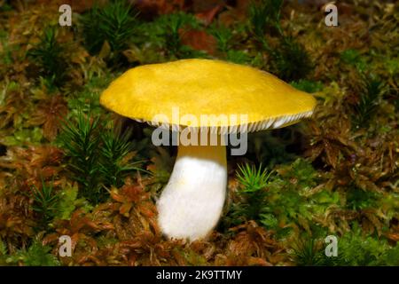 La russula claroflava (palude gialla russula) si trova in luoghi umidi sotto la betulla e l'asino. Si trova in Europa e Nord America. Foto Stock