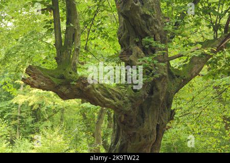 Faggio in rame gnarled (Fagus sylvatica), tronco d'albero, particolare, gnarled, vecchio, bizzarro, contorto, girato, foresta, ramo, Rotto, abbaia, Reinhardswald Foto Stock