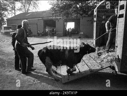 L'asta di un'azienda fallita il 22. 09. 1971 a Greven in Muensterland, Germania Foto Stock