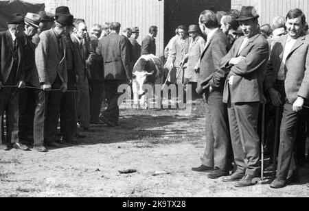 L'asta di un'azienda fallita il 22. 09. 1971 a Greven in Muensterland, Germania Foto Stock