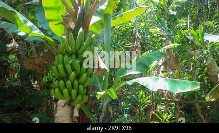 banane che sono ancora verdi su un albero di banana Foto Stock