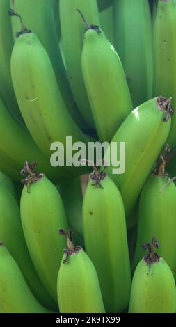 banane che sono ancora verdi su un albero di banana Foto Stock