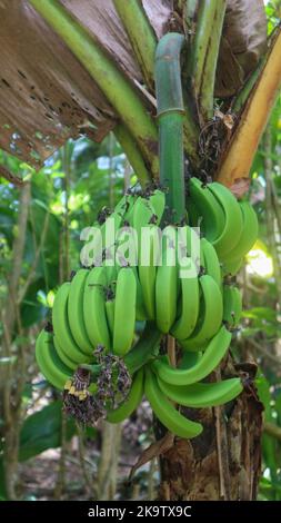 banane che sono ancora verdi su un albero di banana Foto Stock
