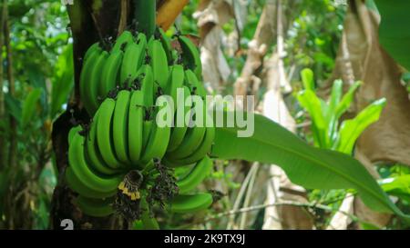 banane che sono ancora verdi su un albero di banana Foto Stock