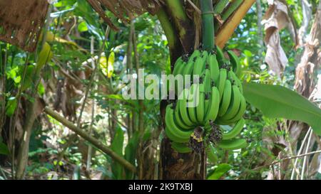 banane che sono ancora verdi su un albero di banana Foto Stock