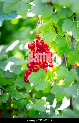 Macroscopio di frutti rossi maturi di ribes. Foto di alta qualità Foto Stock