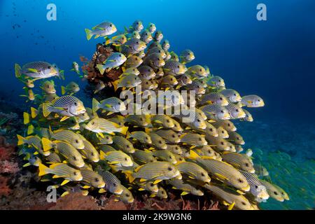 Zolletta mista di dolcificanti sopra il dolcificante diagonale (Plectorhinchus lineatus) e sotto il dolcificante costeggiato (Plectorhinchus politaenia), Pacifico Foto Stock