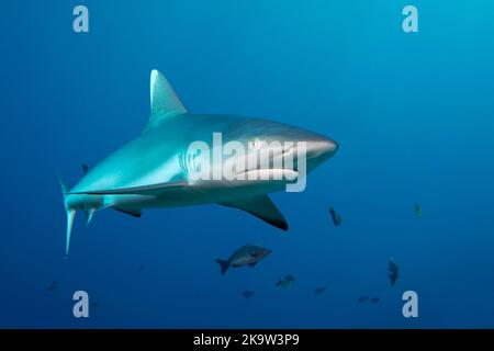 Squalo della barriera corallina grigia (Carcharhinus ambblyrhynchos), nuoto nel blu, Grande barriera Corallina, UNESCO, Patrimonio dell'Umanità, Queensland, Cairns, Australia Foto Stock