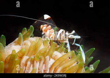 Il magnifico gambero di anemone (Periclimenes magnificus) vive in collaborazione con i coralli dei funghi (Fungiidae), l'Oceano Pacifico, la Grande barriera Corallina, UNESCO Foto Stock