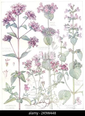 FIORI. Rete morta. Labiatae. Montagna Thyme; Calamint comune; Basilio selvatico 1907 Foto Stock