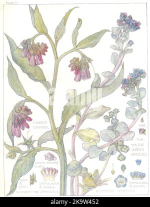 FIORI. Borragine. Boraginaceae. Comune Comfrey; Gromwell liscio lato mare 1907 Foto Stock