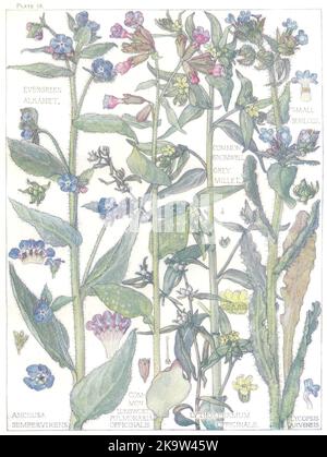 FLOWERS.Borage.Boraginaceae.Evergreen Alkanet;Gromwell;Millet Grigio;Lungwort 1907 Foto Stock