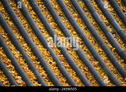 LIANYUNGANG, CINA - 30 OTTOBRE 2022 - le foglie di Ginkgo biloba cadono sulle tegole del Palazzo Sanyuan a Huaguo Mountain nella città di Lianyungang, Jiangsu Foto Stock