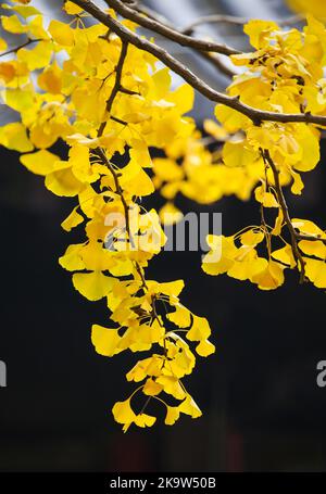 LIANYUNGANG, CINA - 30 OTTOBRE 2022 - Un ginkgo biloba è visto contro un edificio nel Palazzo Sanyuan, Huaguo montagna, Lianyungang città, Jiangsu Provincial Foto Stock