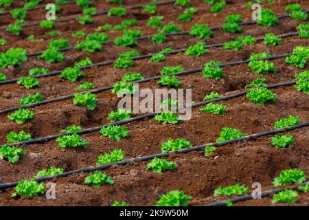 Coltivazione industriale di piante biologiche utili, lattuga e altri verdi piantati in fila con tubi di irrigazione automatici. Cura automatica Foto Stock