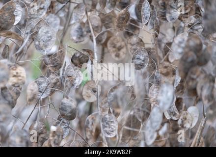 Baccelli di semi essiccati con argentia della pianta di Lunaria Annua, chiamati onestà o onestà annuale. Fotografato a fine autunno a Wisley, Surrey, Regno Unito. Foto Stock
