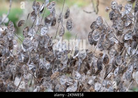 Baccelli di semi essiccati con argentia della pianta di Lunaria Annua, chiamati onestà o onestà annuale. Fotografato a fine autunno a Wisley, Surrey, Regno Unito. Foto Stock