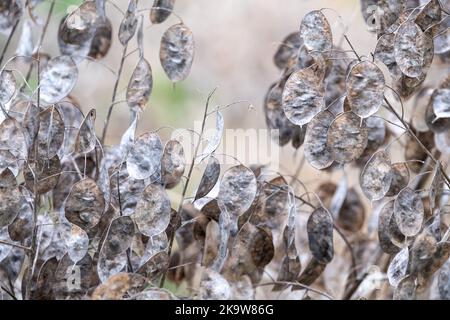 Baccelli di semi essiccati con argentia della pianta di Lunaria Annua, chiamati onestà o onestà annuale. Fotografato a fine autunno a Wisley, Surrey, Regno Unito. Foto Stock
