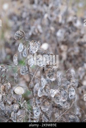 Baccelli di semi essiccati con argentia della pianta di Lunaria Annua, chiamati onestà o onestà annuale. Fotografato a fine autunno a Wisley, Surrey, Regno Unito. Foto Stock