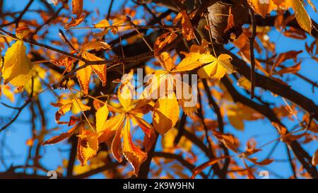 Sfondo autunnale e fogliare. Cavallo retroilluminato castagno foglie marrone, arancione e giallo Foto Stock