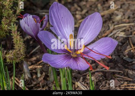 Zafferano, Crocus sativus, in fiore in autunno, con stili molto lunghi. Foto Stock