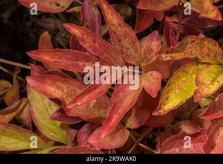 Le foglie di una Peonia, Paeonia lactiflora 'Krinkled White' nel mese di ottobre, con colore autunnale. Giardino. Foto Stock