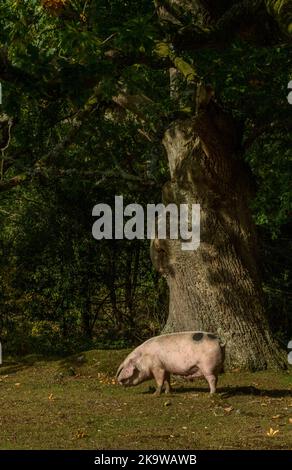 Gloucestershire Old Spot maiale al pannage, esercitando i diritti comuni vicino a Minstead nel New Forest National Park, Hampshire. Autunno. Foto Stock