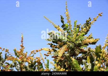 Particolare dell'albero di incenso (Boswellia sacra) in Oman Foto Stock