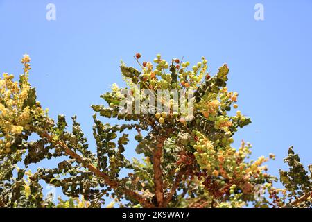 Particolare dell'albero di incenso (Boswellia sacra) in Oman Foto Stock