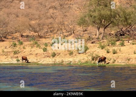 Wadi Dharbat o a volte scritto Darbat, Salalah in Oman Foto Stock