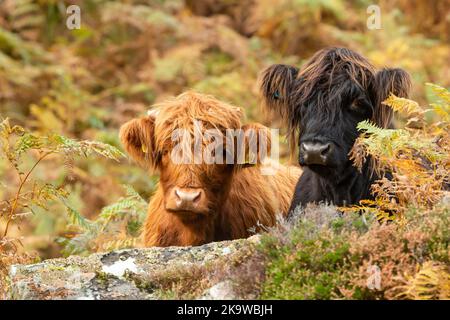 Due vitelli inquisitivi delle Highlands scozzesi, uno marrone e uno nero, rivolti in avanti in saliscottino dorato. Spazio per la copia. Orizzontale. Foto Stock