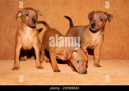 Tre cuccioli marroni si trovano su uno sfondo marrone. Cuccioli rossi dai capelli lisci. Mini pinscher. Cani piccoli. I cuccioli del cane. Animali domestici. Foto Stock