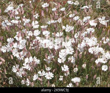 Macchie di mare campion (Silene uniflora, Silene maritima) prosperano nella ghiaia di Dungeness. Dungeness, Kent, Regno Unito. Foto Stock