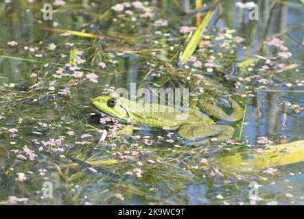 Una rana palude (Pelophylax ridibundus, ex Rana ridibunda) sembra godere il calore del sole in una piscina. Le rane palustri sono la rana più grande d’Europa Foto Stock