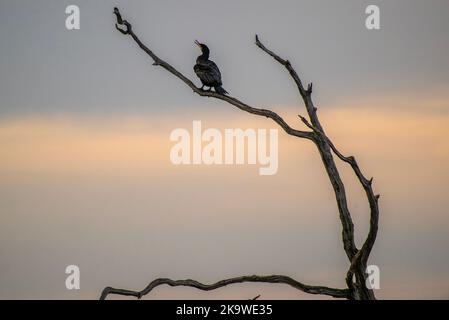 Cormorano comune, carbo Phalacrocorax, ruggito in albero morto al tramonto, Norfolk. Foto Stock