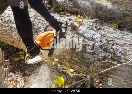 Dopo una violenta tempesta, un lavoratore municipale taglia un albero sradicato con una motosega Foto Stock