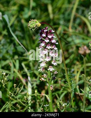 Orchidea bruciata Orchis ustula in Picos montagne, nel nord della Spagna Foto Stock