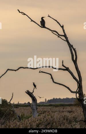 Cormorani comuni, carbo Phalacrocorax, ruggito in alberi morti al tramonto, Norfolk. Foto Stock