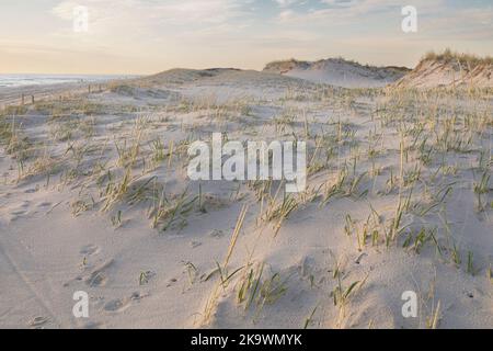 Le dune primarie si formano quando la sabbia trainata dal vento e dall'acqua è intrappolata da specie dure come Ammophila brevigulata. Foto Stock