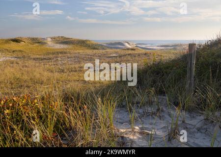 Le praterie miste delle dune formano dove il vento e lo spruzzo di sale impediscono la formazione di arbusti o alberi Foto Stock