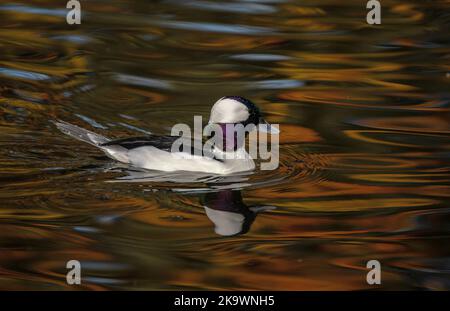 Maschio Bufflehead, Bucephala albeola, nuoto e alimentazione sul lago in autunno, con riflessi acero rosso oltre. Foto Stock