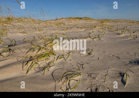 Le dune primarie si formano quando la sabbia trainata dal vento e dall'acqua è intrappolata da specie dure come Ammophila brevigulata. Foto Stock