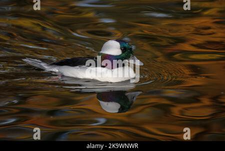 Maschio Bufflehead, Bucephala albeola, nuoto e alimentazione sul lago in autunno, con riflessi acero rosso oltre. Foto Stock