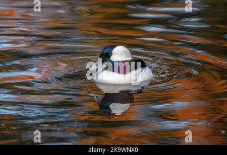 Maschio Bufflehead, Bucephala albeola, nuoto e alimentazione sul lago in autunno, con riflessi acero rosso oltre. Foto Stock