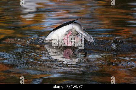 Maschio Bufflehead, Bucephala albeola, nuoto e alimentazione sul lago in autunno, con riflessi acero rosso oltre. Immersioni. Foto Stock