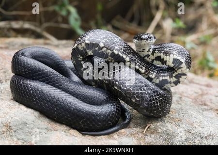 Serpente nero orientale in una posizione difensiva - Pantherophis alleghaniensis Foto Stock