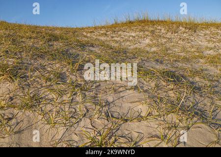 Le praterie miste delle dune formano dove il vento e lo spruzzo di sale impediscono la formazione di arbusti o alberi Foto Stock