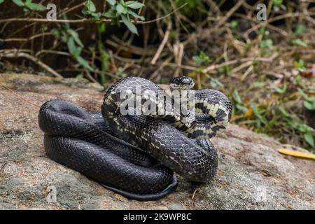 Serpente nero orientale in una posizione difensiva - Pantherophis alleghaniensis Foto Stock