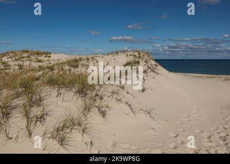 Le dune primarie si formano quando la sabbia trainata dal vento e dall'acqua è intrappolata da specie dure come Ammophila brevigulata. Foto Stock